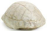 Inflated Fossil Tortoise (Stylemys) - South Dakota #355526-3